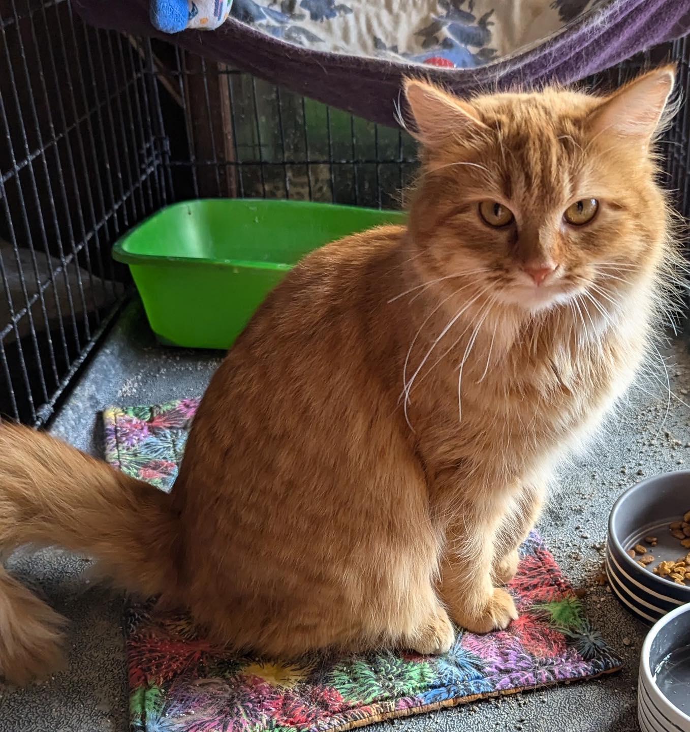 Enlarge Princess, a ADOPTABLE Tabby in Noblesville, IN image 1/4