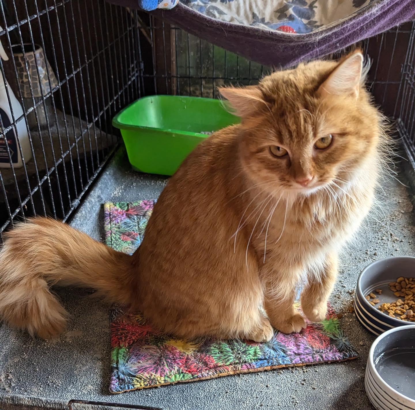 Enlarge Princess, a ADOPTABLE Tabby in Noblesville, IN image 2/4