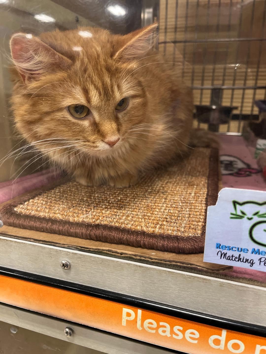 Enlarge Princess, a ADOPTABLE Tabby in Noblesville, IN image 4/4