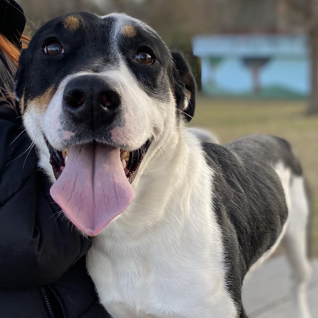 Damon, Adoptable, Young Male Hound & Mixed Breed.