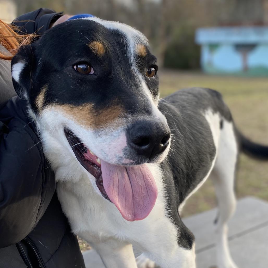 Damon, a Adoptable mixed breed in Jacksonville, AR image 2/3