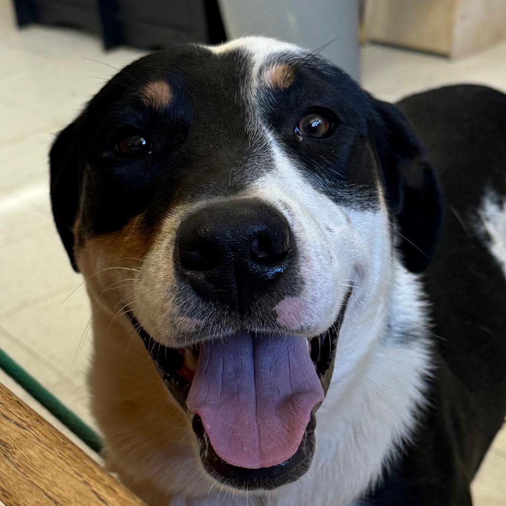 Damon, a Adoptable mixed breed in Jacksonville, AR image 3/3