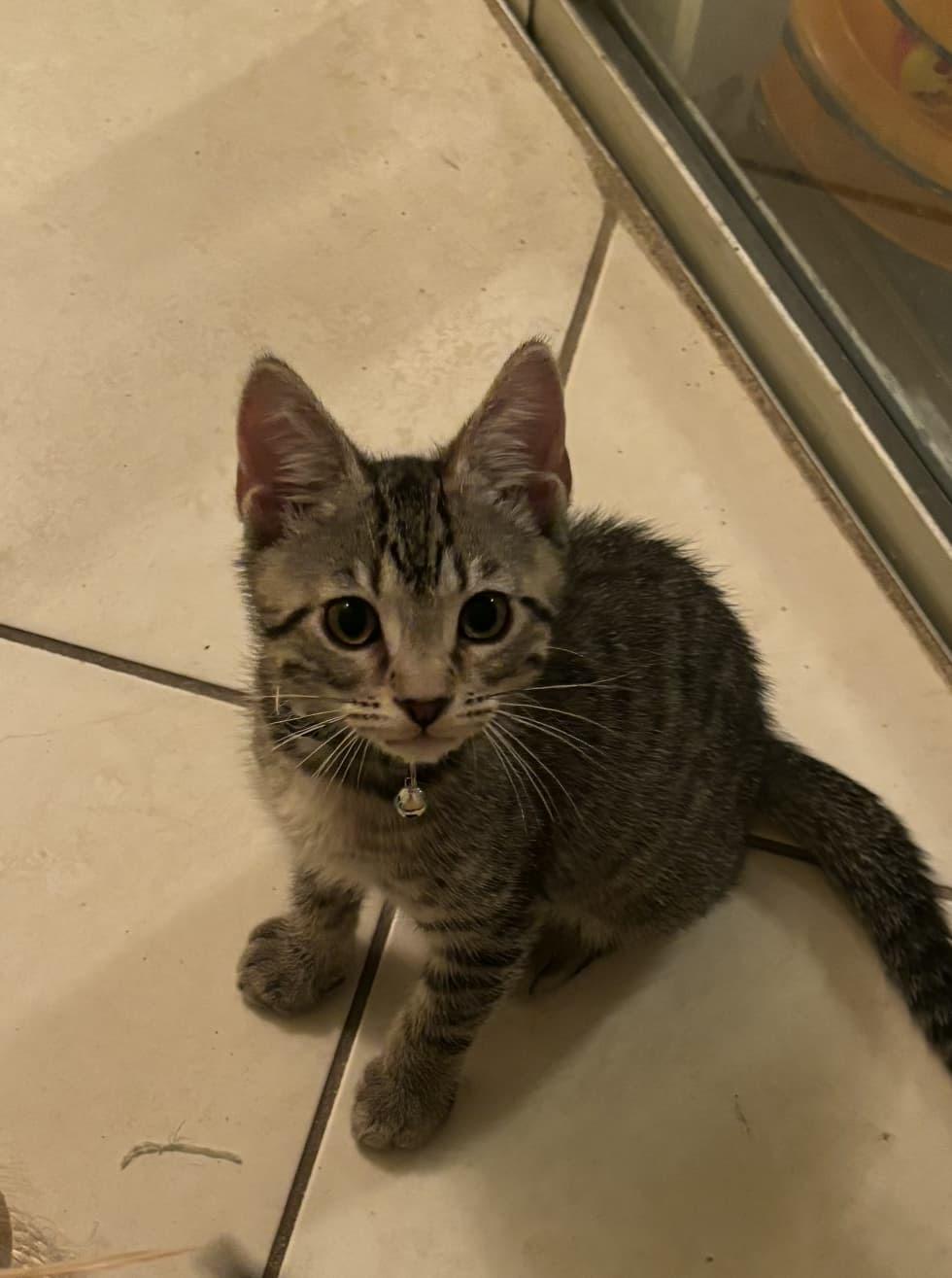Weathers, adopted, Kitten Male Domestic Short Hair.