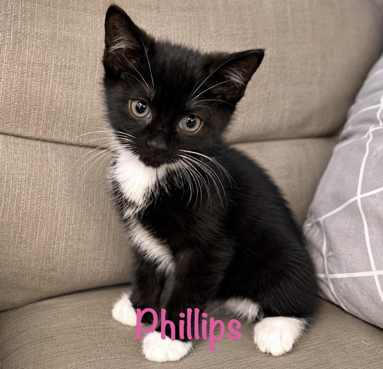 Phillips, ADOPTABLE, Kitten Female Domestic Short Hair.