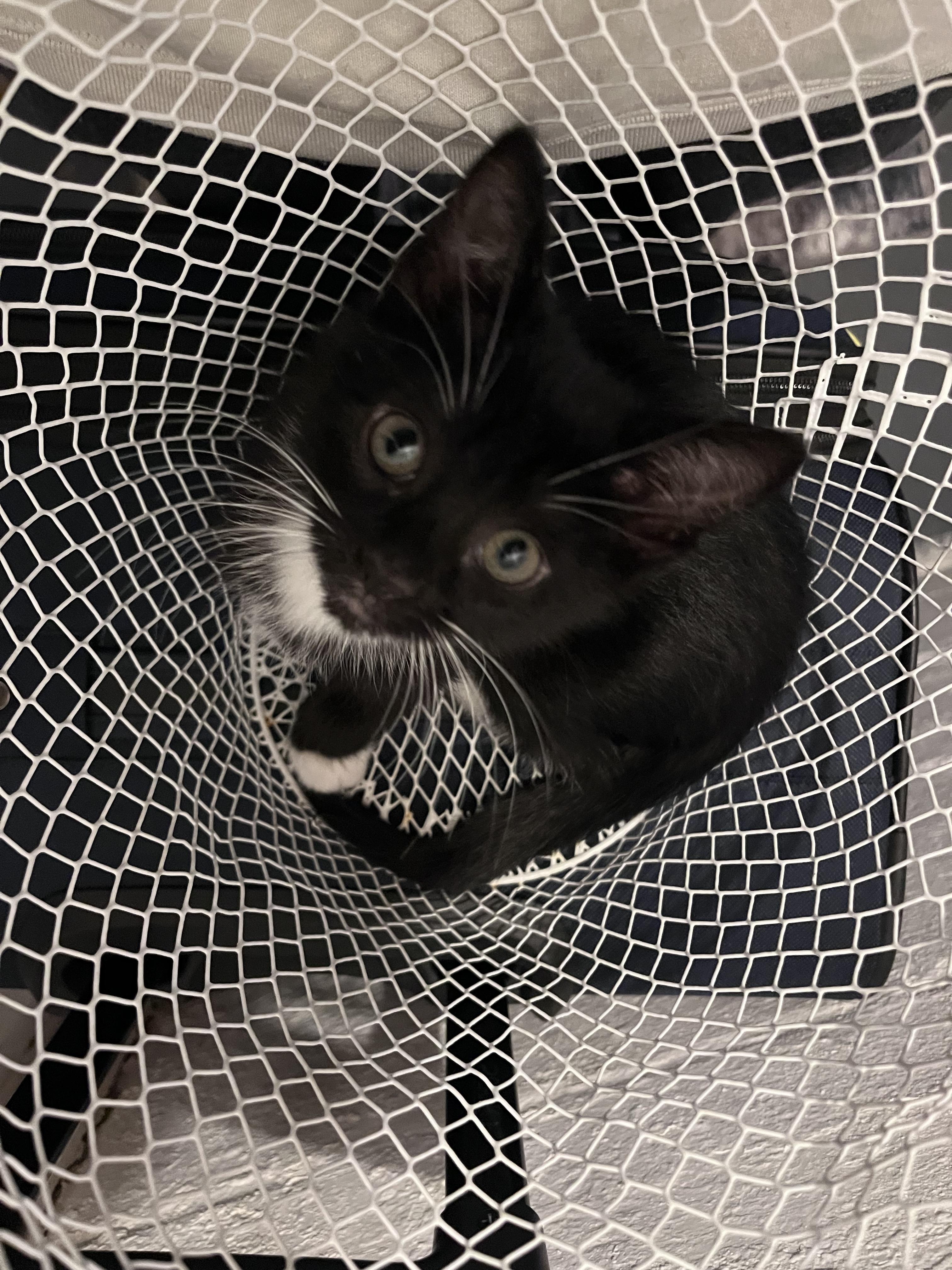 Phillips, a ADOPTABLE Domestic Short Hair in Youngstown, OH image 3/3