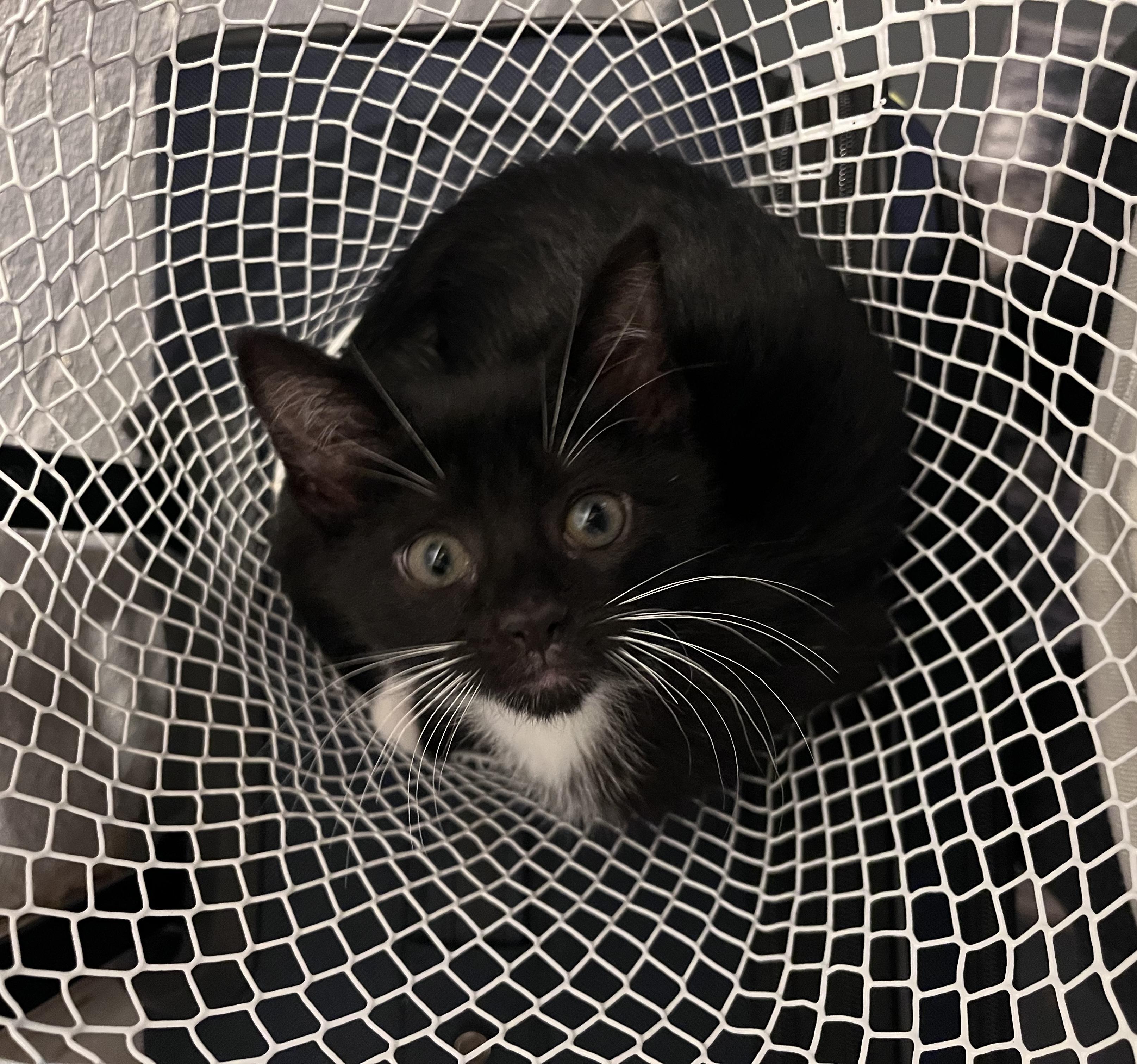 Phillips, a ADOPTABLE Domestic Short Hair in Youngstown, OH image 2/3