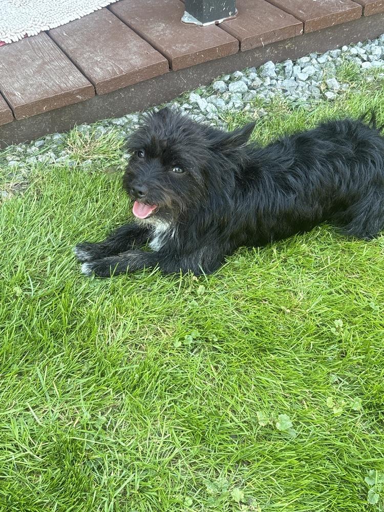 Marley, Adoptable, Adult Male Schnauzer.