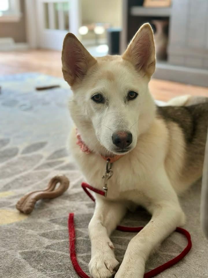 Marsha Lonestar*, Adoptable, Young Female Siberian Husky.