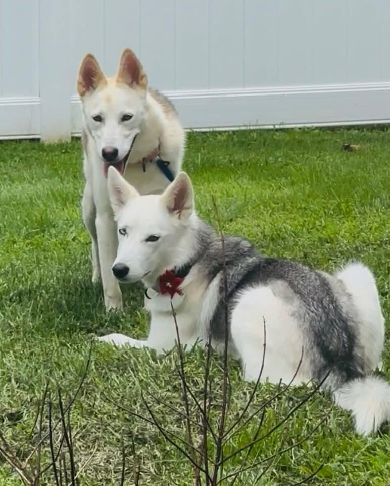 Enlarge Marsha Lonestar*, a Adoptable Siberian Husky in Rockaway, NJ image 2/3