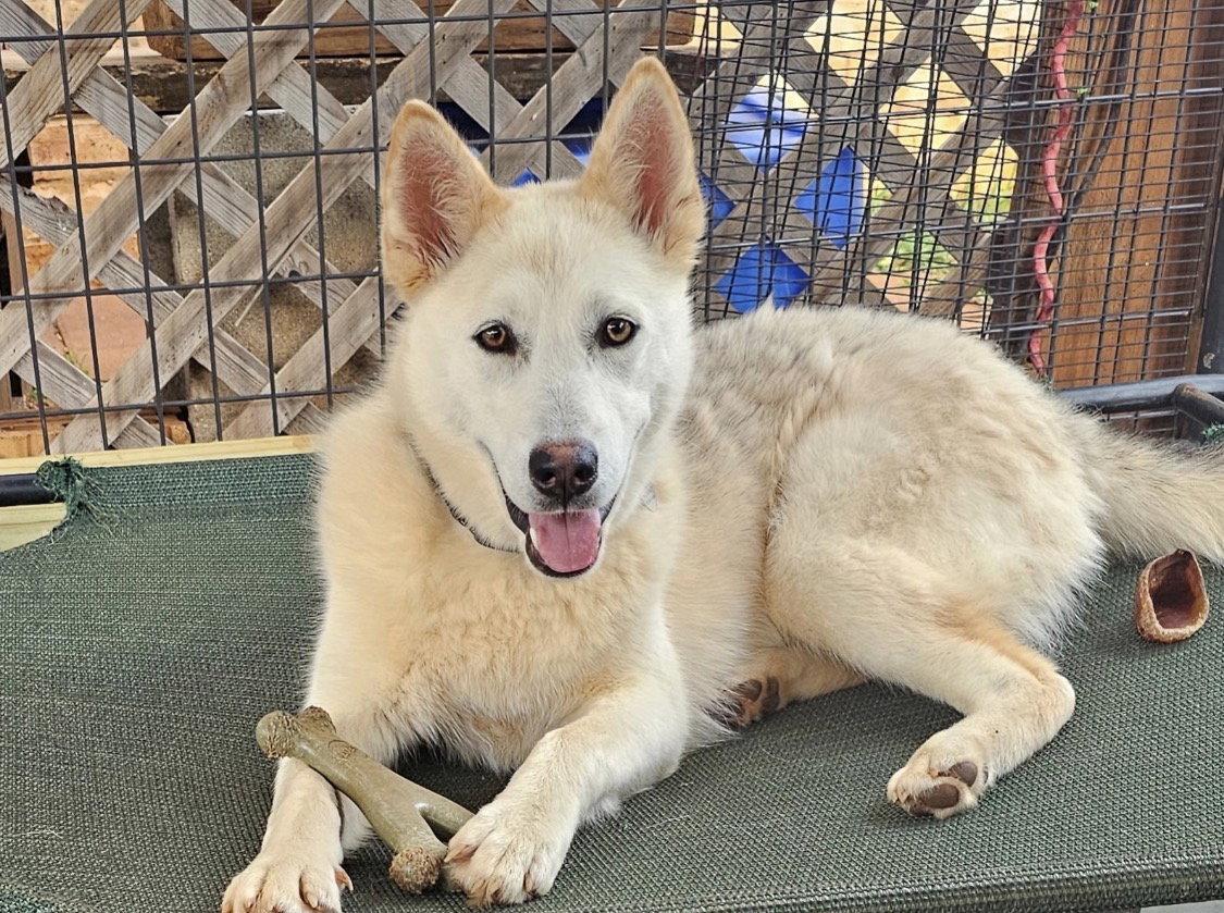 Enlarge Marsha Lonestar*, a Adoptable Siberian Husky in Rockaway, NJ image 3/3