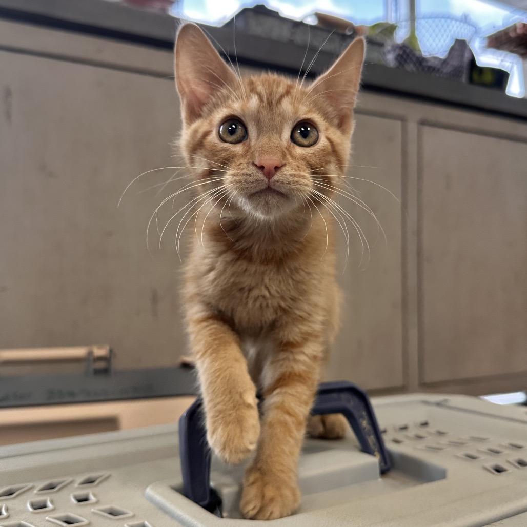 Tang, Baby Male Domestic Short Hair