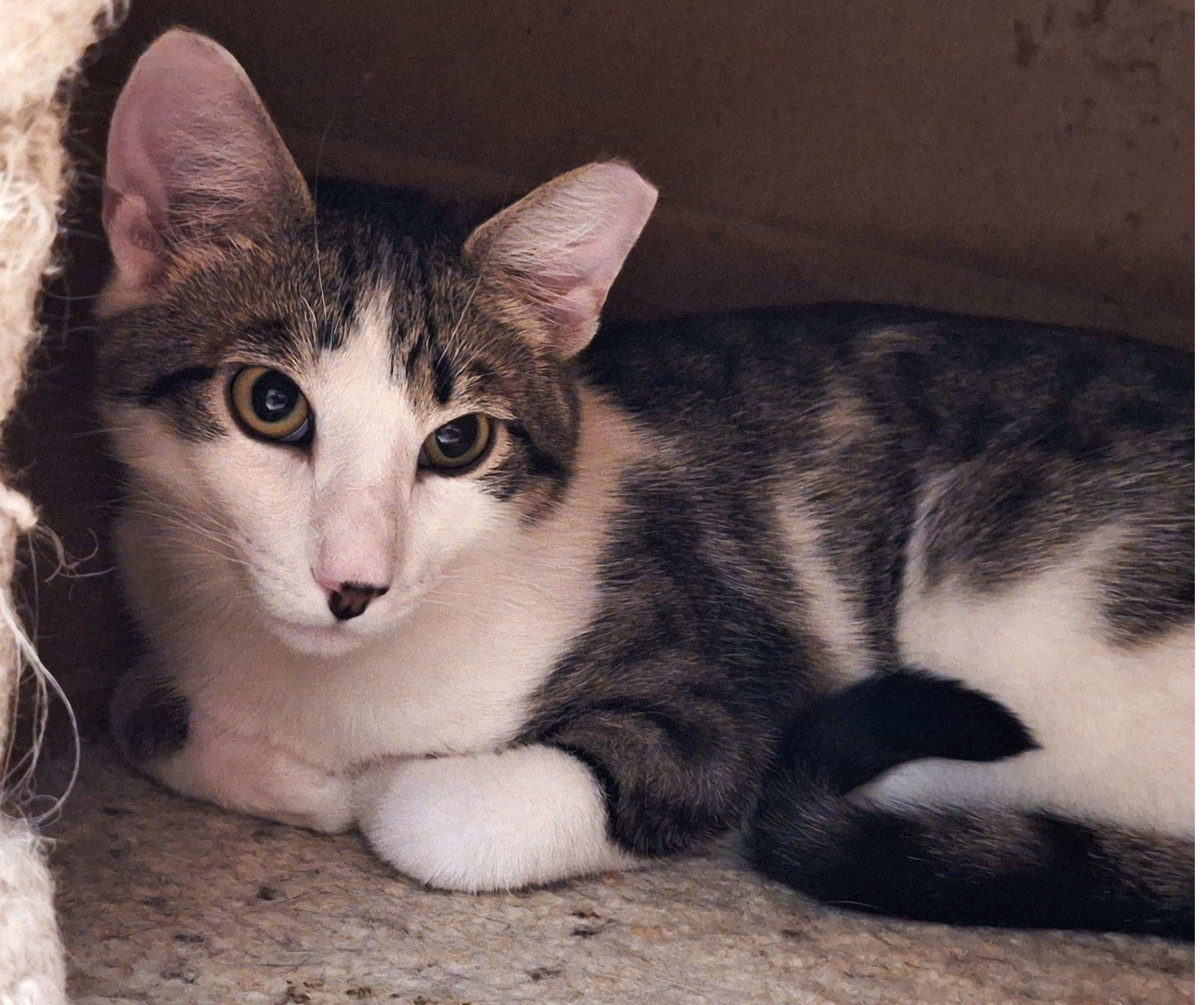 Enlarge Ozzy, an adopted mixed breed in Spokane, WA image 2/3