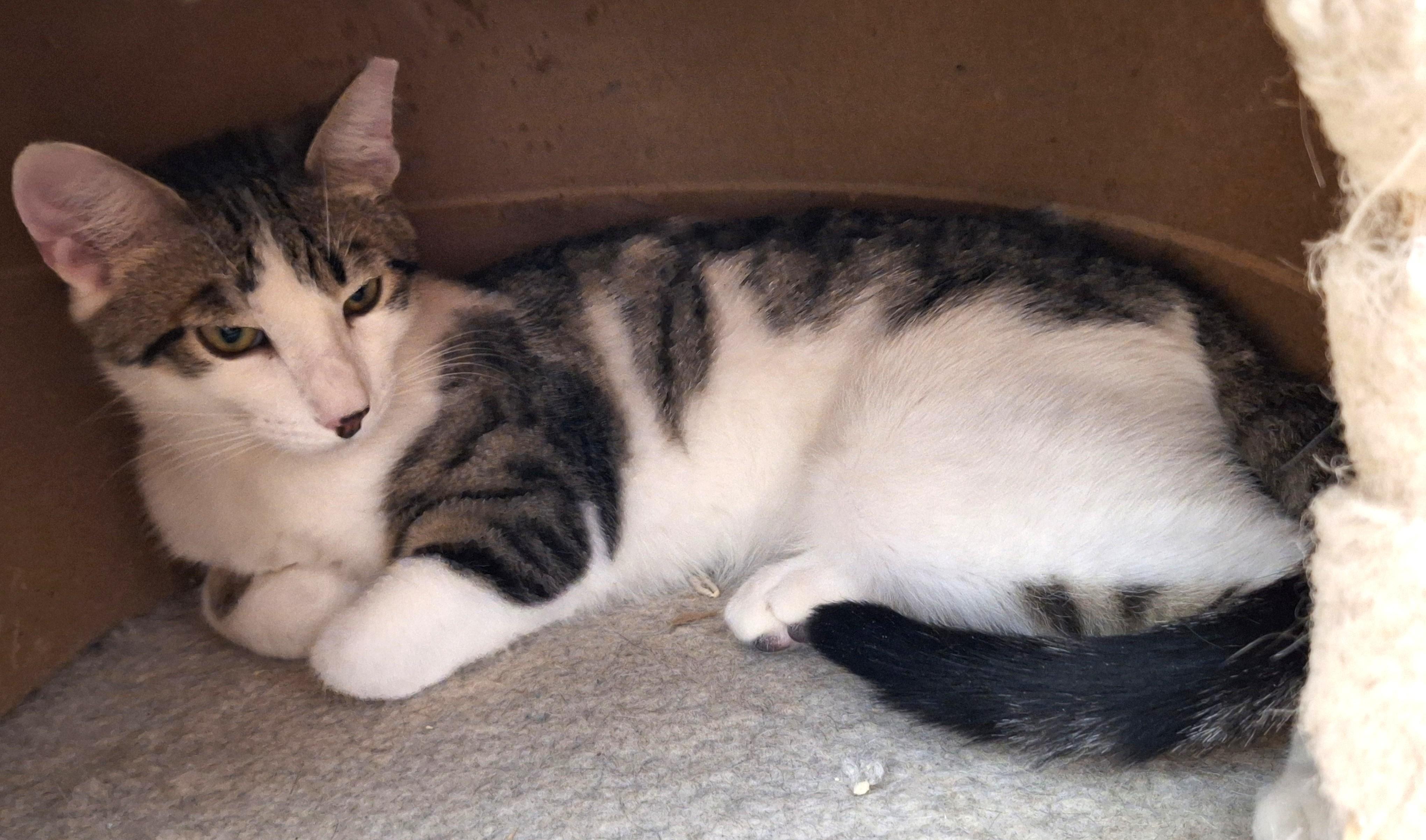 Enlarge Ozzy, an adopted mixed breed in Spokane, WA image 3/3