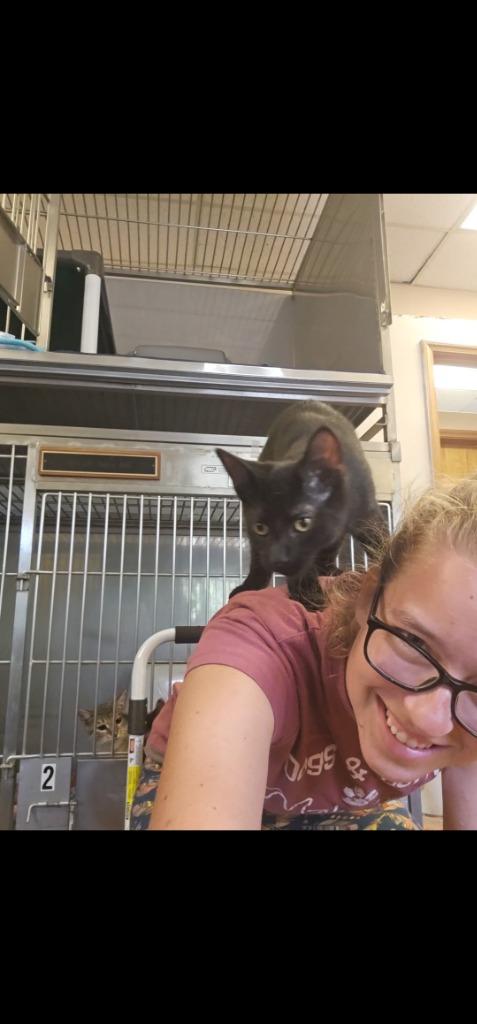 Toad, Adoptable, Adult Male Domestic Short Hair.