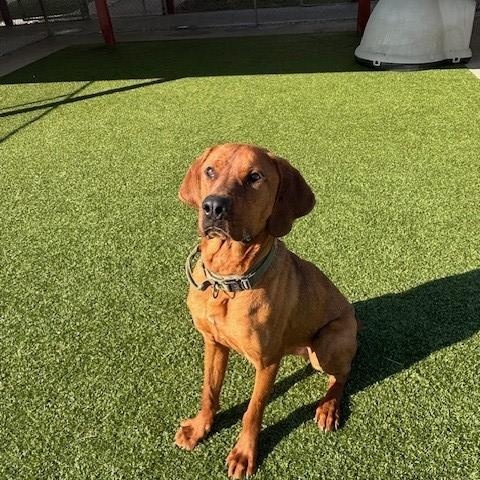 Rooney, ADOPTABLE, Adult Male Rhodesian Ridgeback.