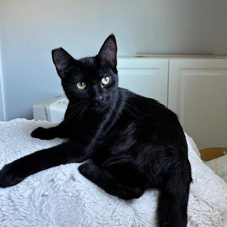 Luna - female teen kitten, a Adoptable Domestic Short Hair in San Francisco, CA image 1/3