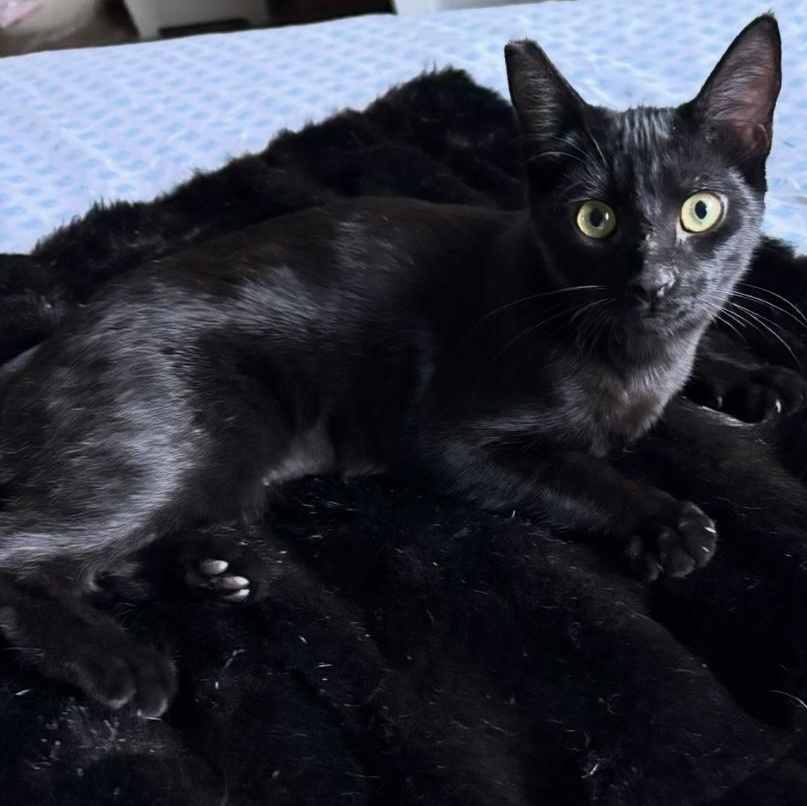Luna - female teen kitten, a Adoptable Domestic Short Hair in San Francisco, CA image 2/3