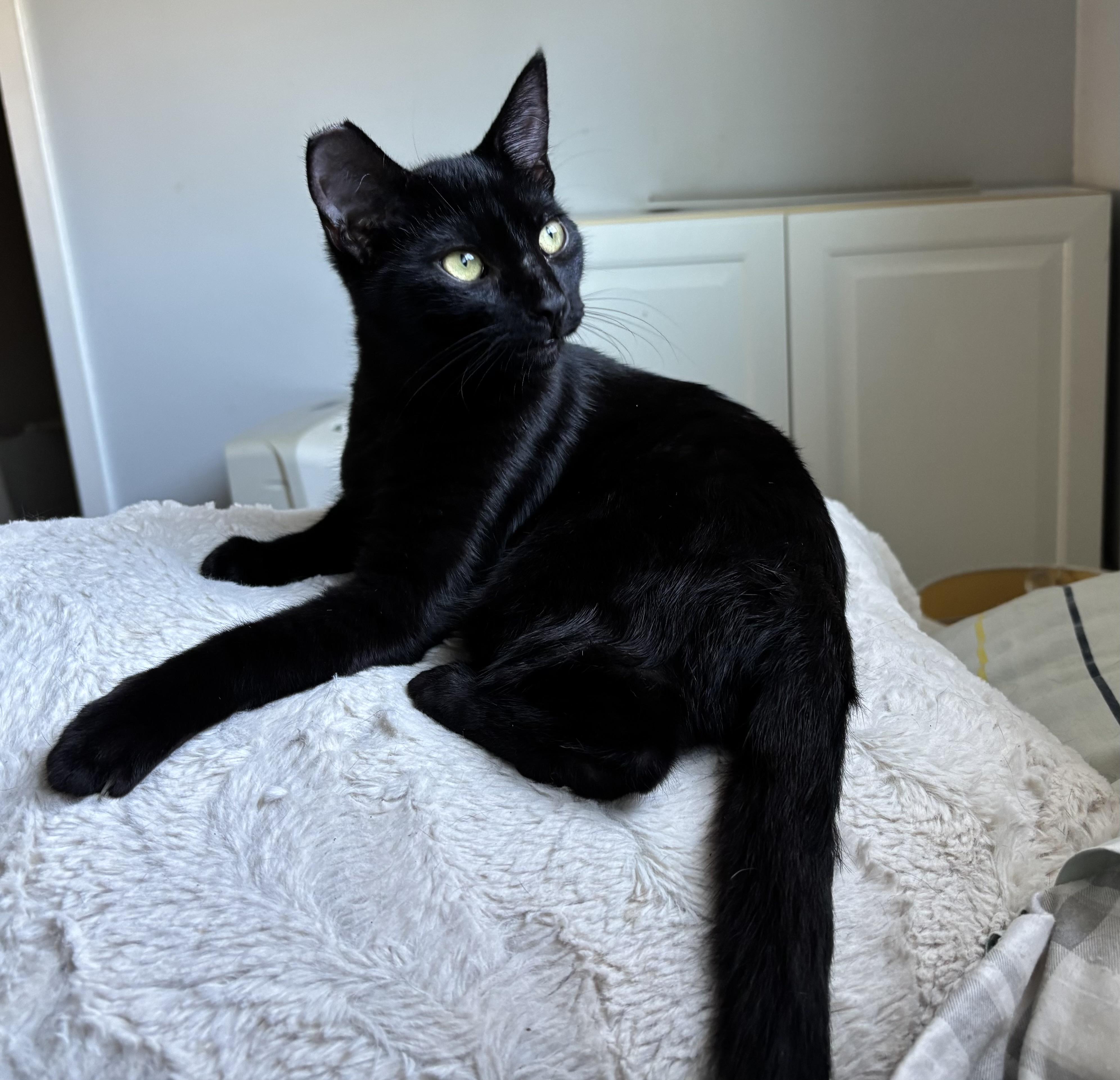 Luna - female teen kitten, a Adoptable Domestic Short Hair in San Francisco, CA image 3/3