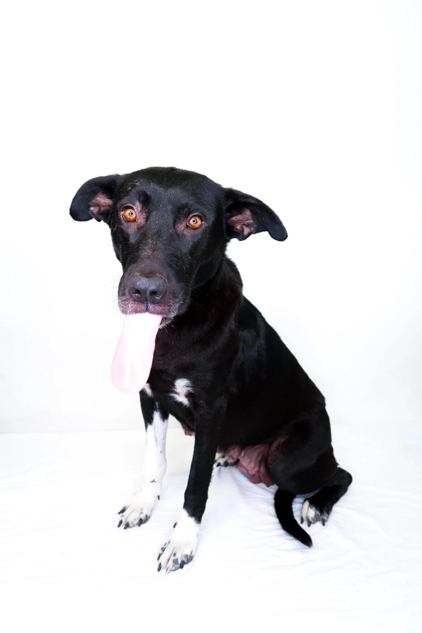 Zola, a ADOPTABLE mixed breed in Bixby, OK image 3/6