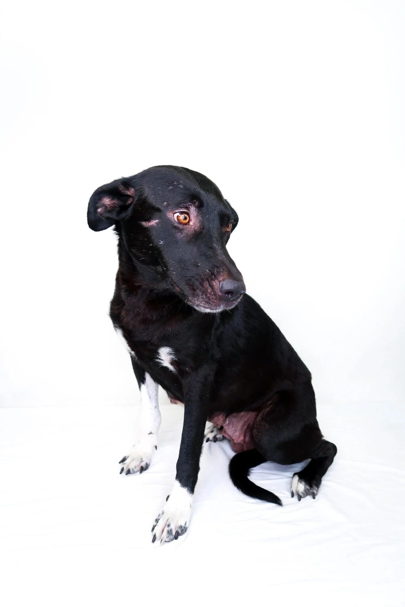 Zola, a ADOPTABLE mixed breed in Bixby, OK image 6/6