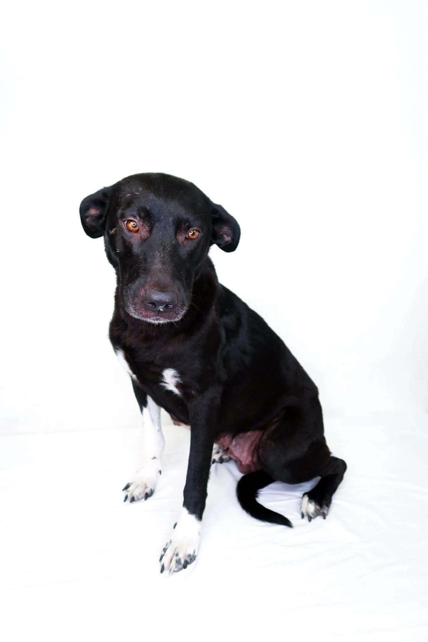 Zola, a ADOPTABLE mixed breed in Bixby, OK image 4/6