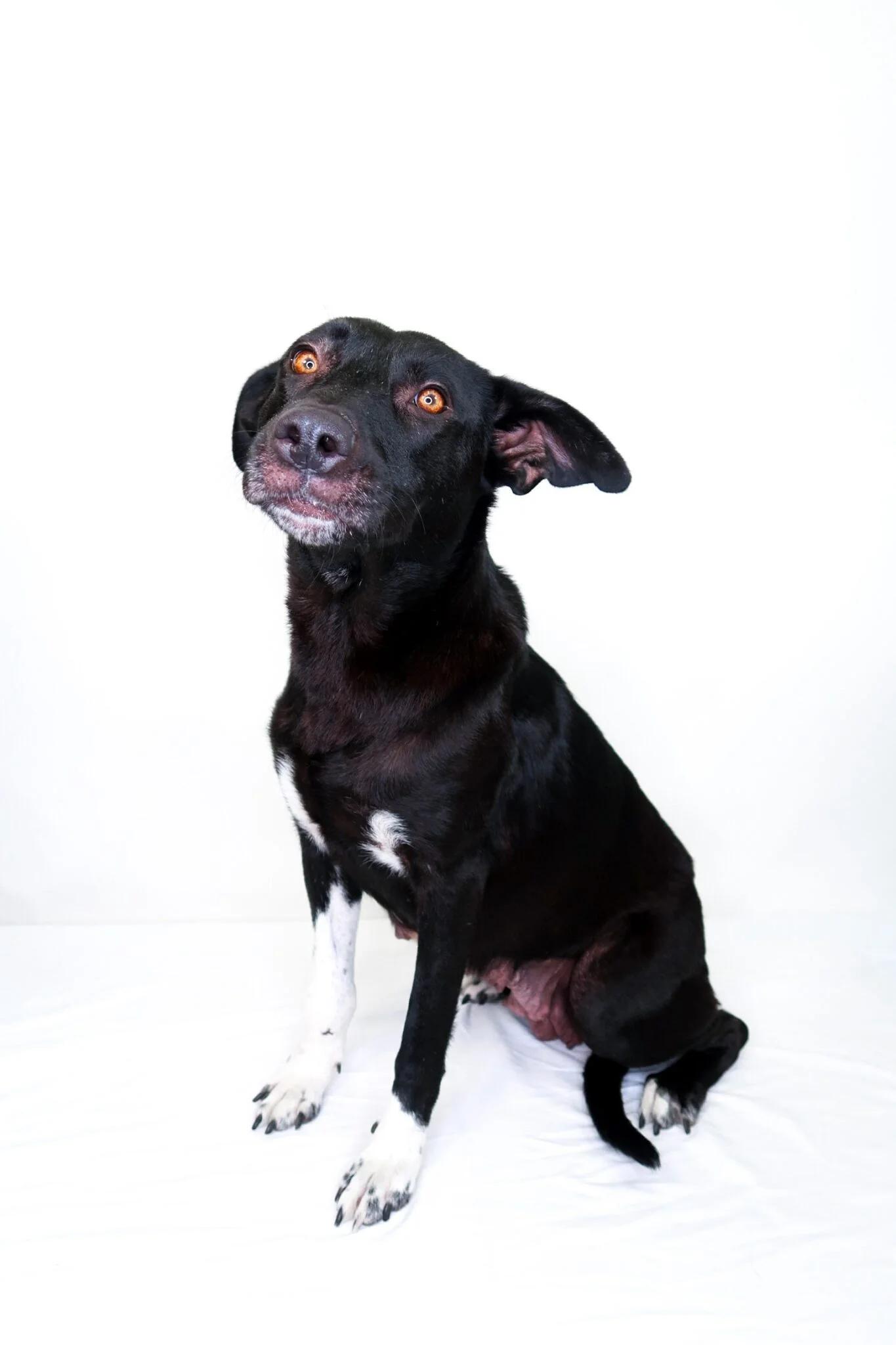 Zola, a ADOPTABLE mixed breed in Bixby, OK image 5/6