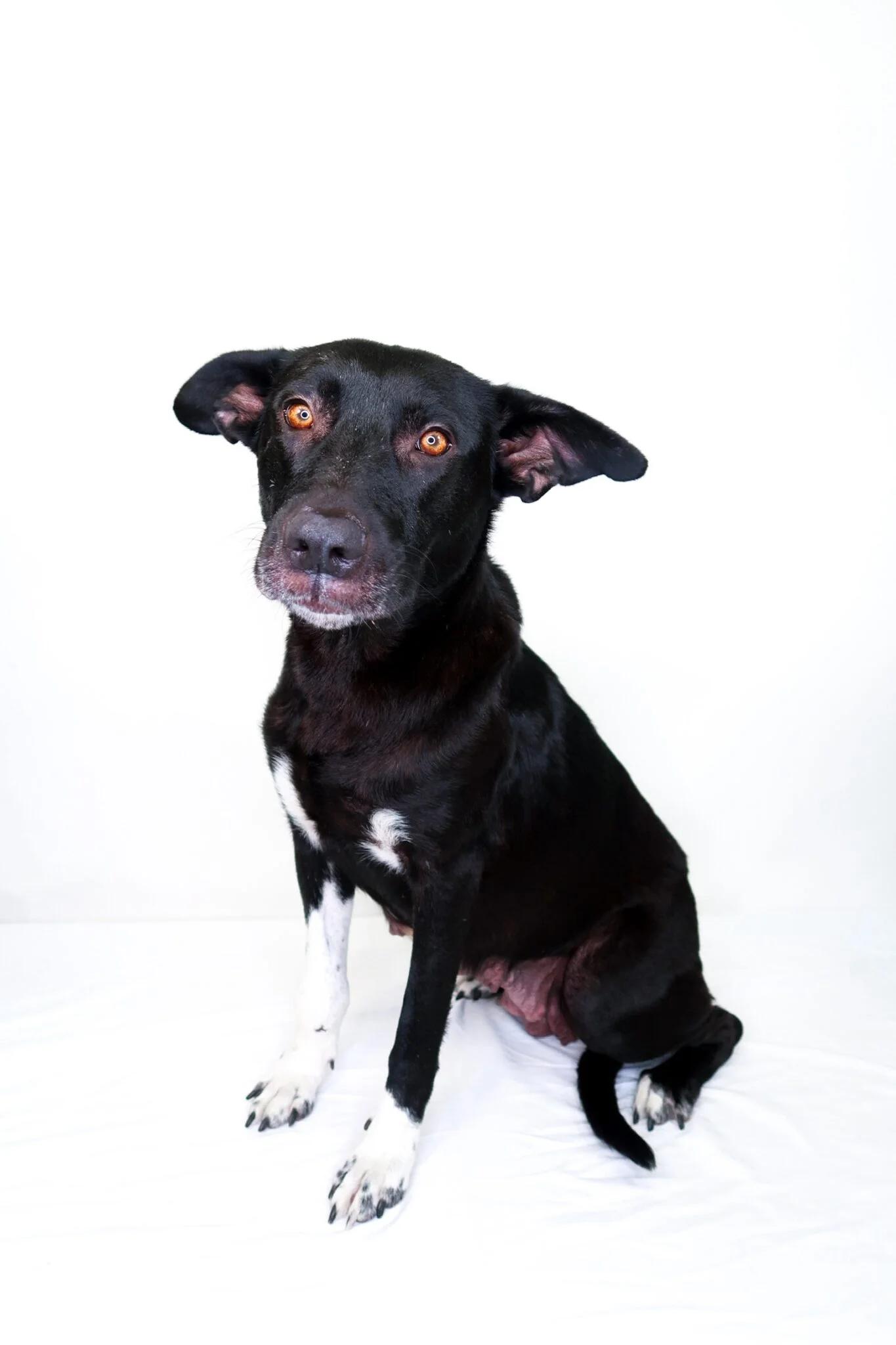 Zola, ADOPTABLE, Adult Female Black Labrador Retriever & Pit Bull Terrier.