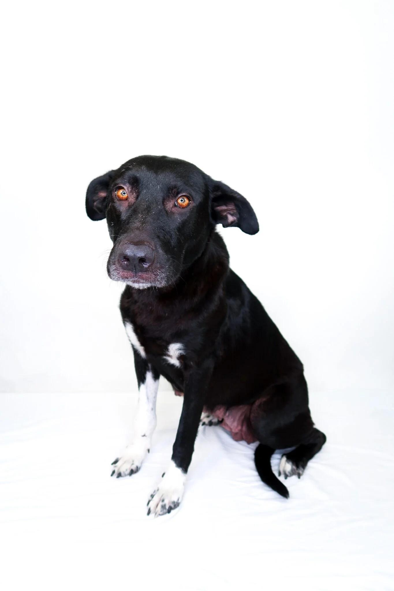 Zola, a ADOPTABLE mixed breed in Bixby, OK image 2/6