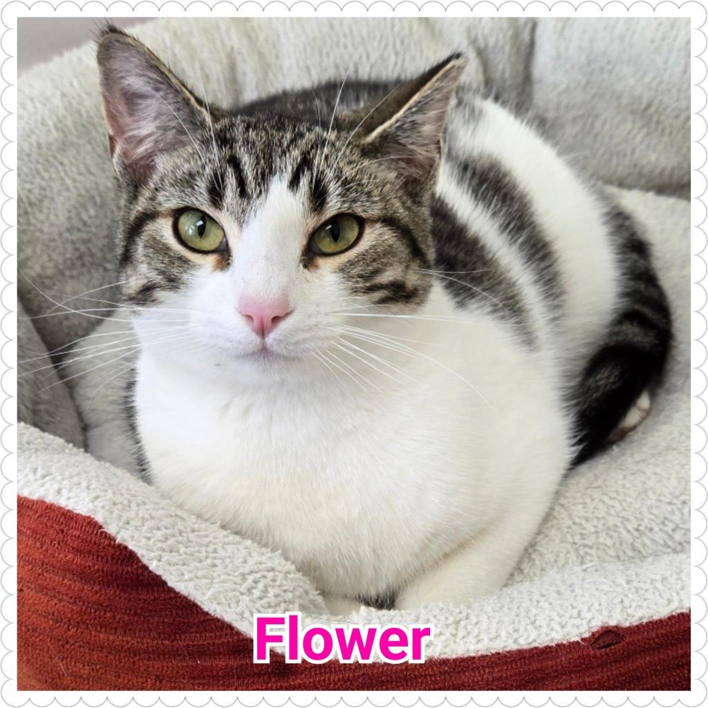 Flower, Adopted, Young Female Domestic Short Hair.
