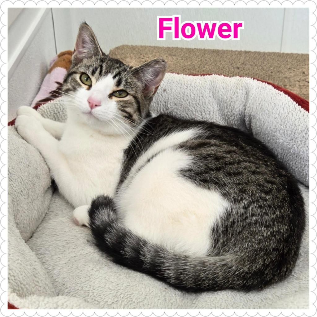 Flower (Dottie), a Adopted mixed breed in North Saint Paul, MN image 2/2
