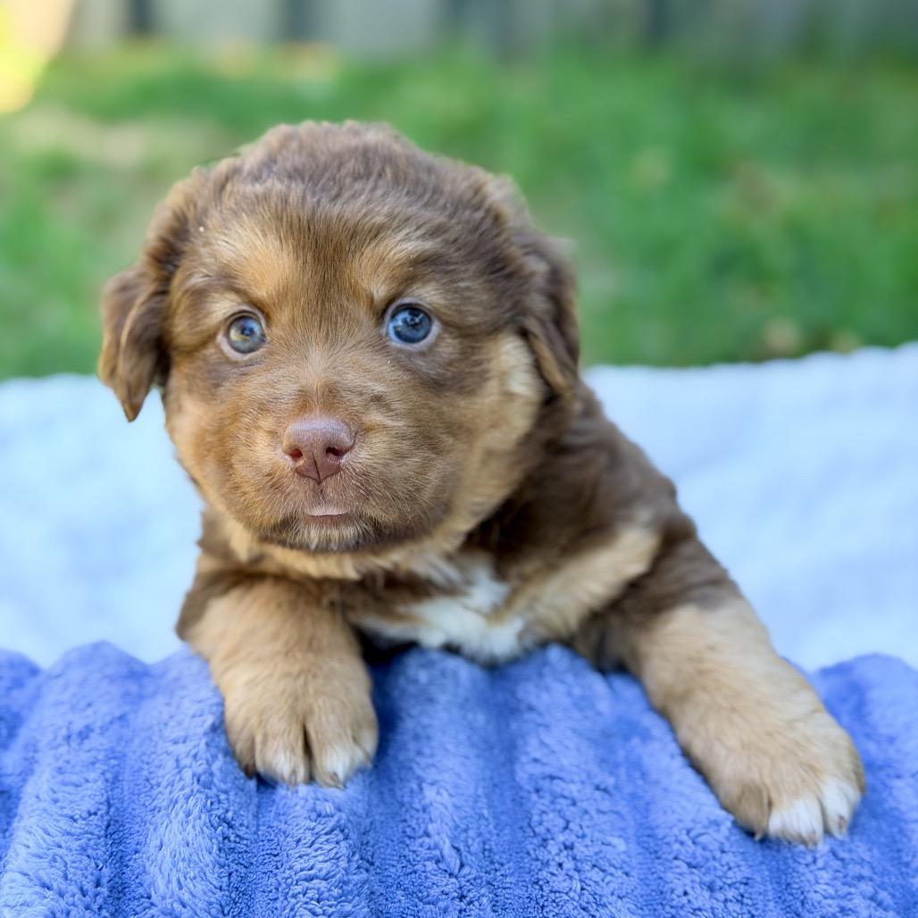 Bright (in PA), a Adoptable Mixed Breed in Shoemakersville, PA image 1/4