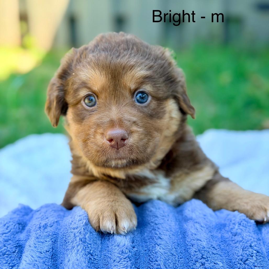 Bright (in PA), a Adoptable Mixed Breed in Shoemakersville, PA image 2/4