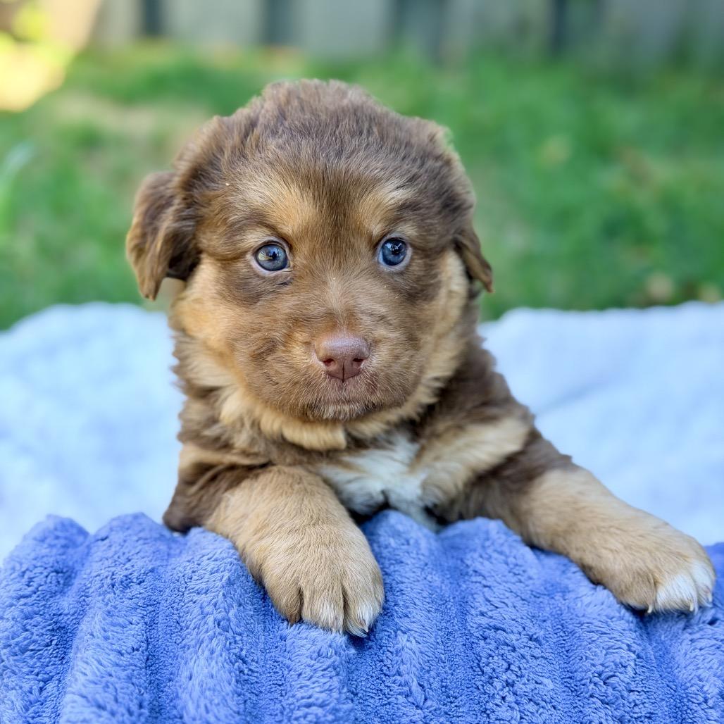 Bright (in PA), a Adoptable Mixed Breed in Shoemakersville, PA image 4/4