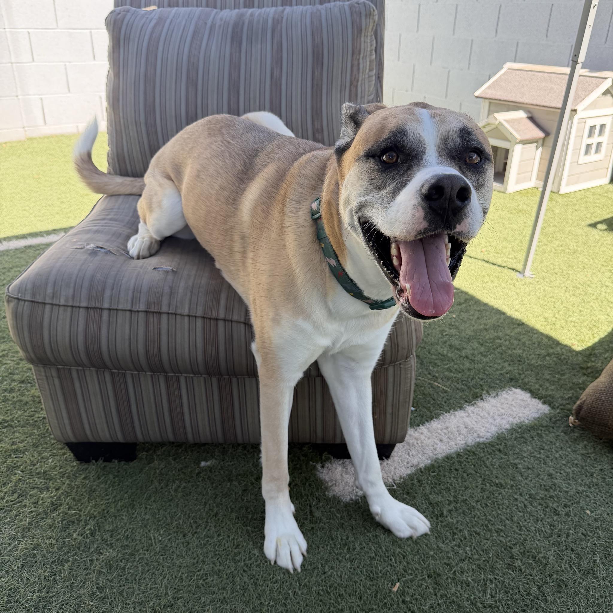 Axel, Adoptable, Adult Male Husky & Boxer.