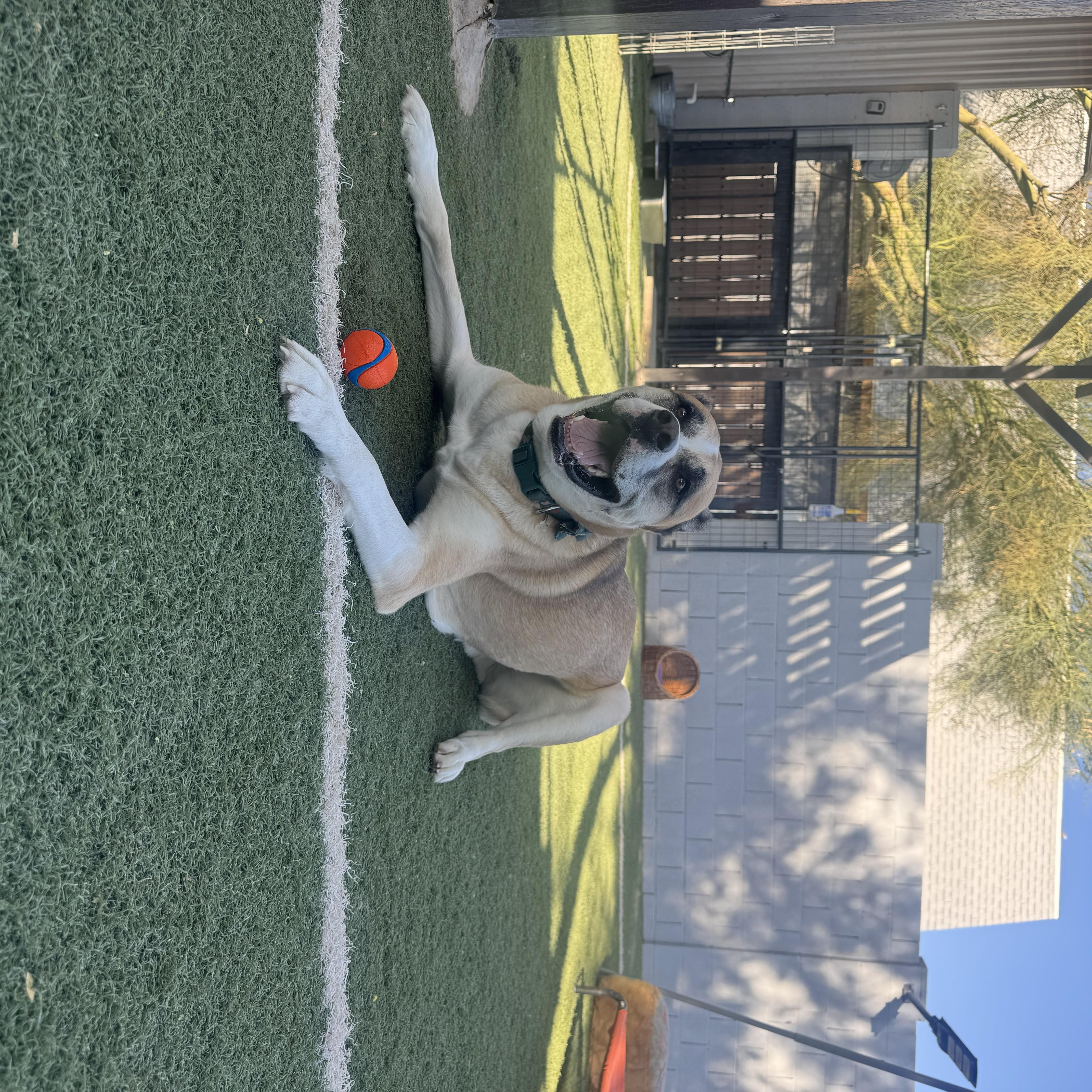Enlarge Axel, a Adoptable mixed breed in Queen Creek, AZ image 2/2