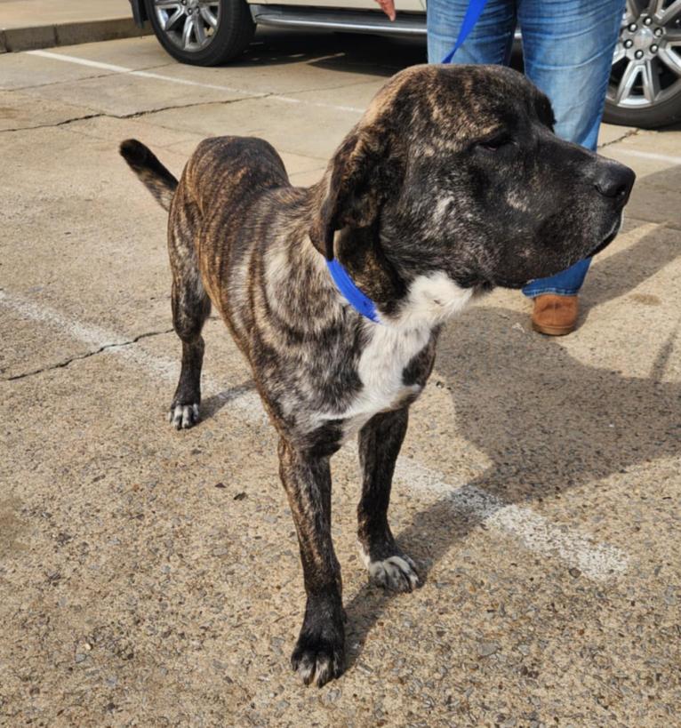 Brando (foster to adopt), a ADOPTABLE mixed breed in White Lake, MI image 1/4