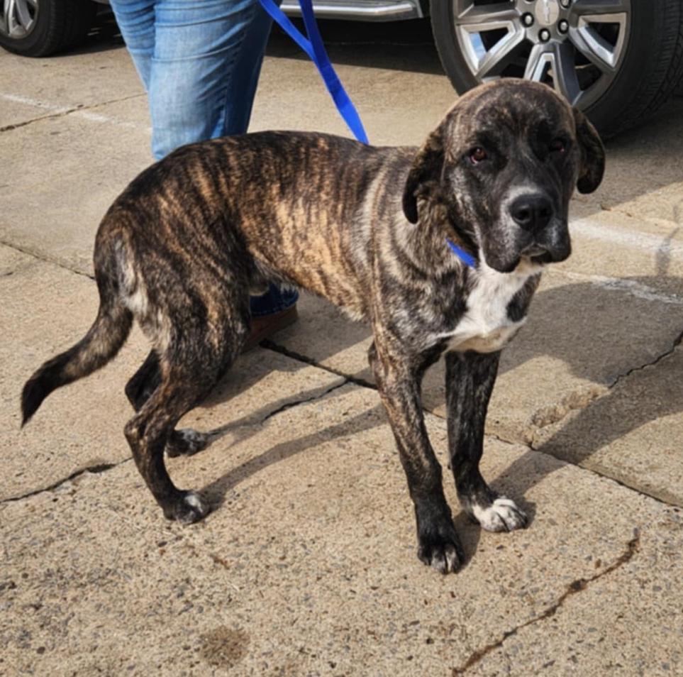 Brando (foster to adopt), a ADOPTABLE mixed breed in White Lake, MI image 2/4