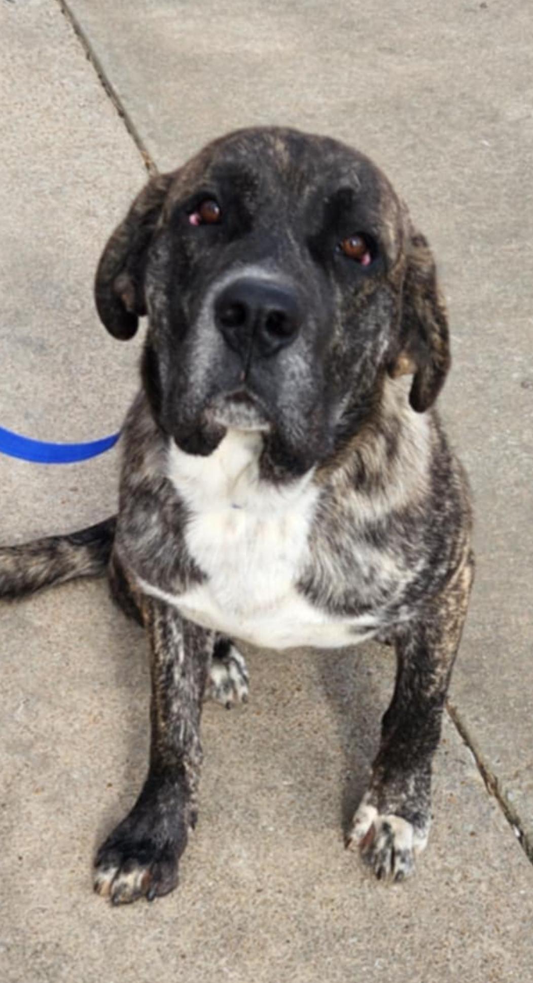 Brando (foster to adopt), a ADOPTABLE mixed breed in White Lake, MI image 3/4