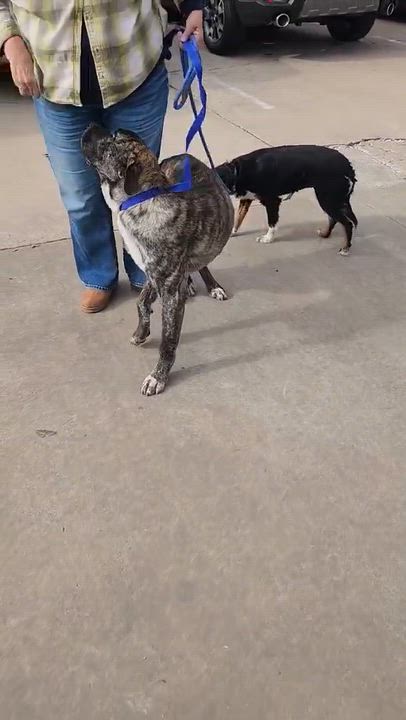 Enlarge Brando (foster to adopt), a ADOPTABLE mixed breed in White Lake, MI video 4/4