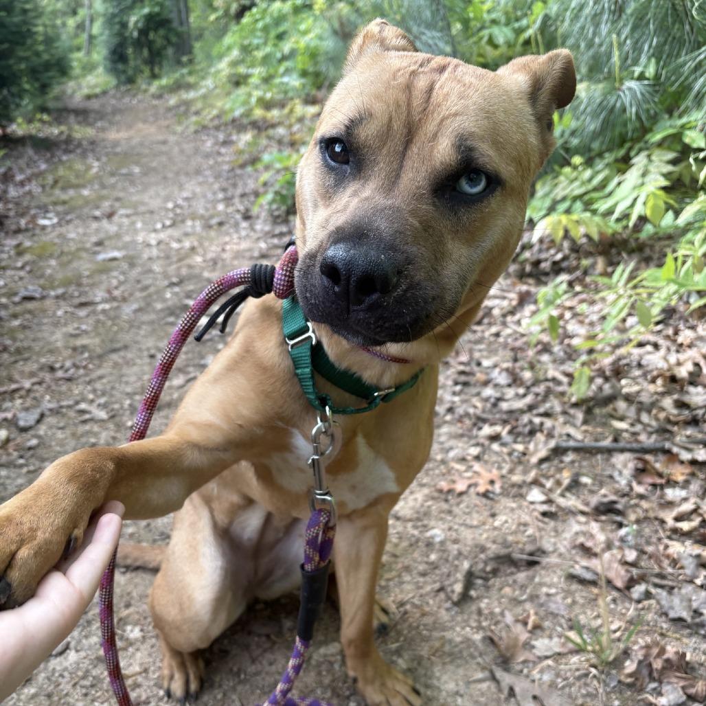 Enlarge Mandy, a Adoptable Pit Bull Terrier in Greensboro, NC image 1/6