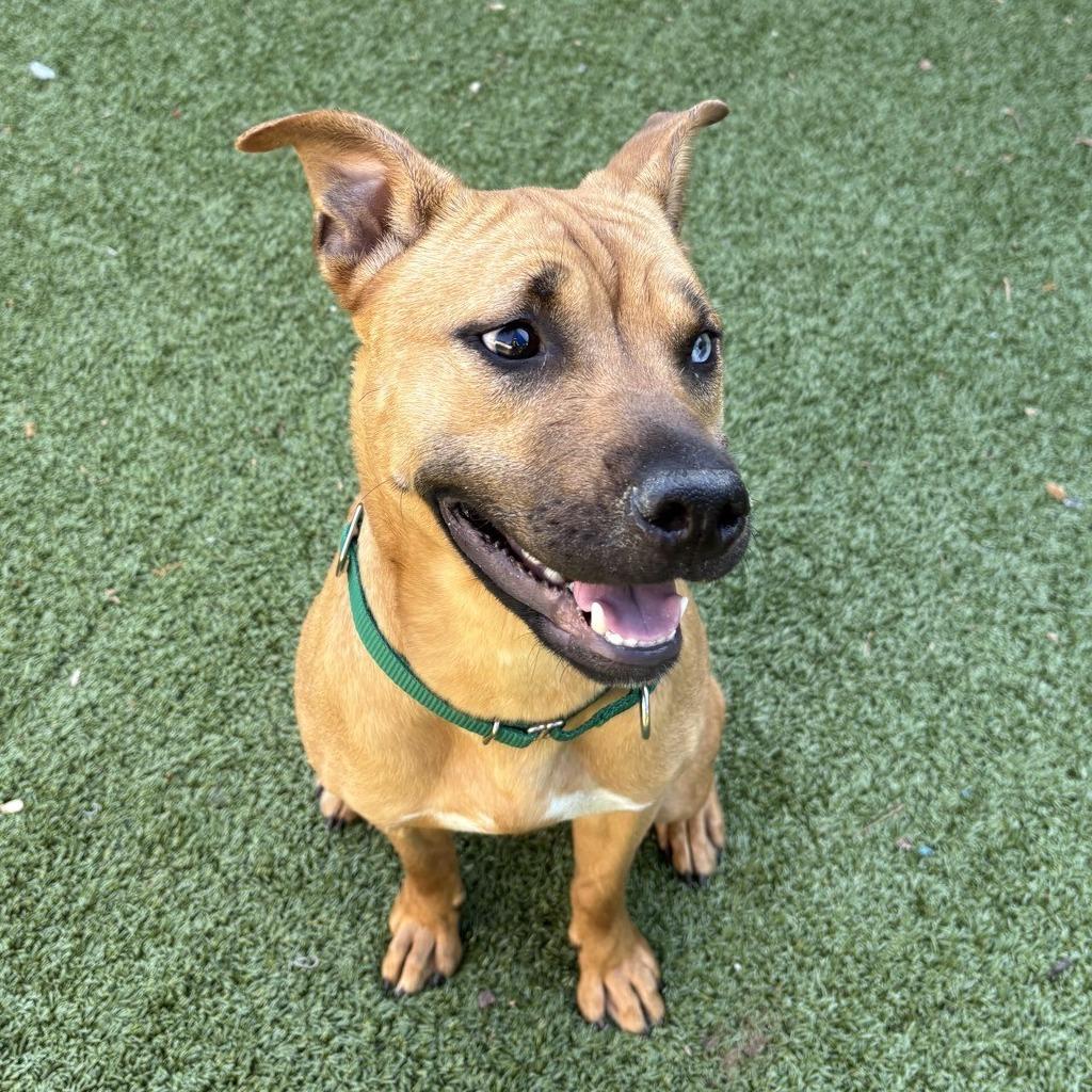 Enlarge Mandy, a Adoptable Pit Bull Terrier in Greensboro, NC image 2/6