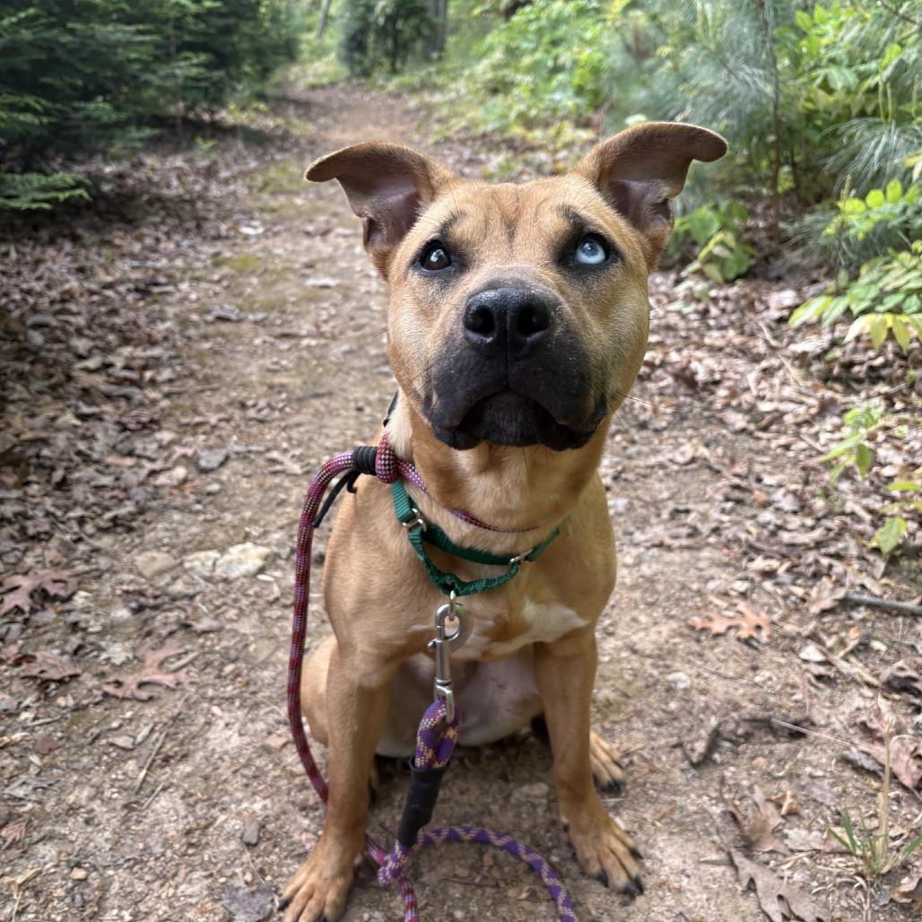 Enlarge Mandy, a Adoptable Pit Bull Terrier in Greensboro, NC image 3/6