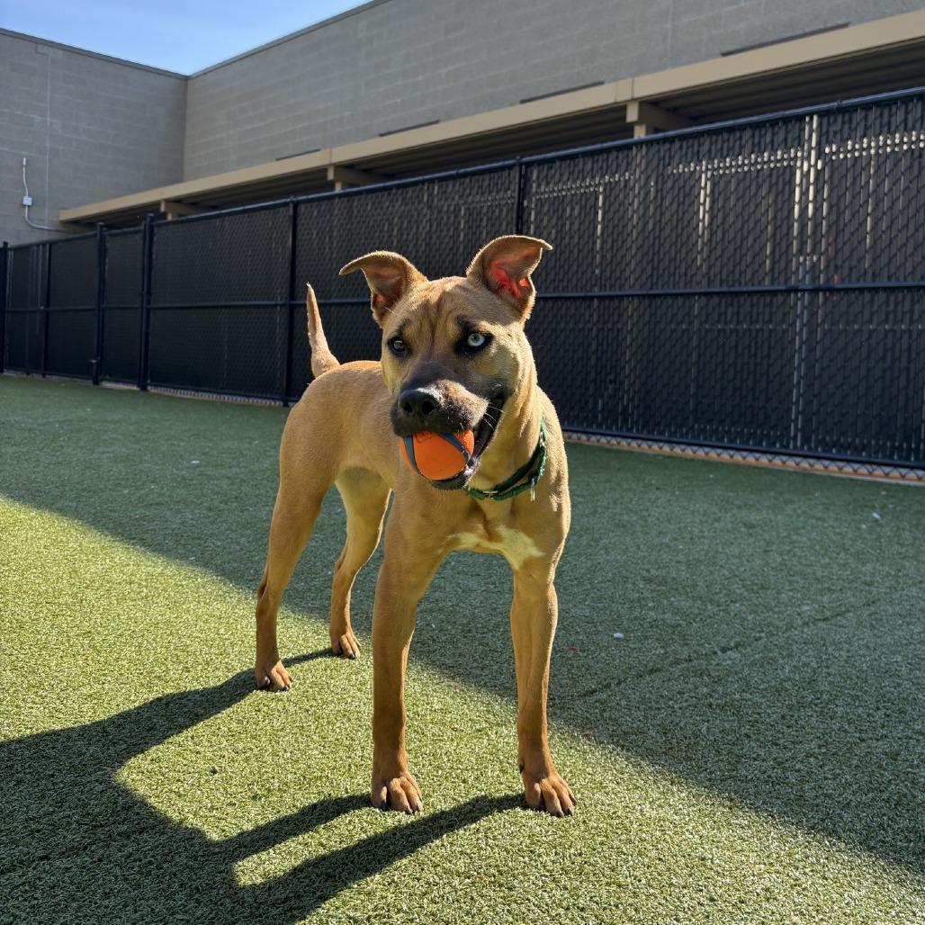Enlarge Mandy, a Adoptable Pit Bull Terrier in Greensboro, NC image 4/6