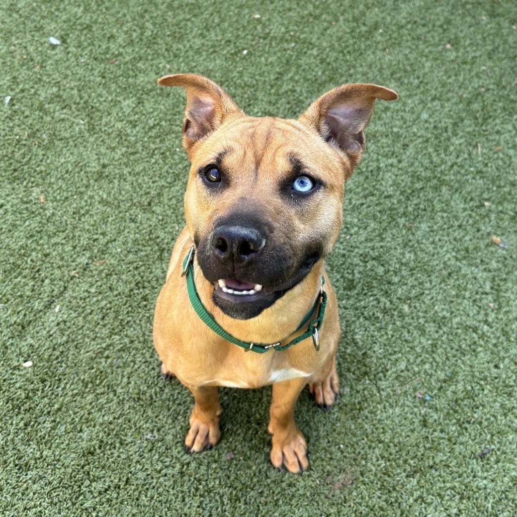 Enlarge Mandy, a Adoptable Pit Bull Terrier in Greensboro, NC image 5/6