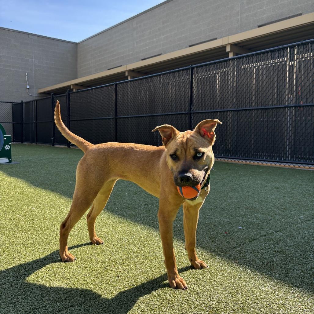 Enlarge Mandy, a Adoptable Pit Bull Terrier in Greensboro, NC image 6/6