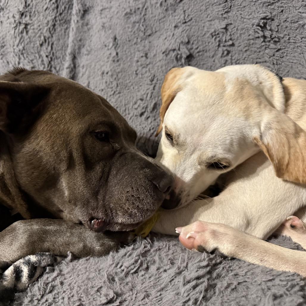 Copper, Adoptable, Young Male Labrador Retriever & Mixed Breed.