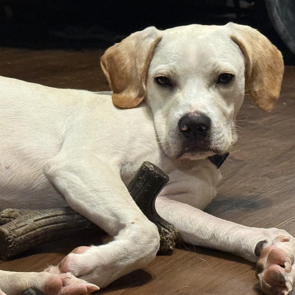 Enlarge Copper, a Adoptable mixed breed in Austell, GA image 2/6