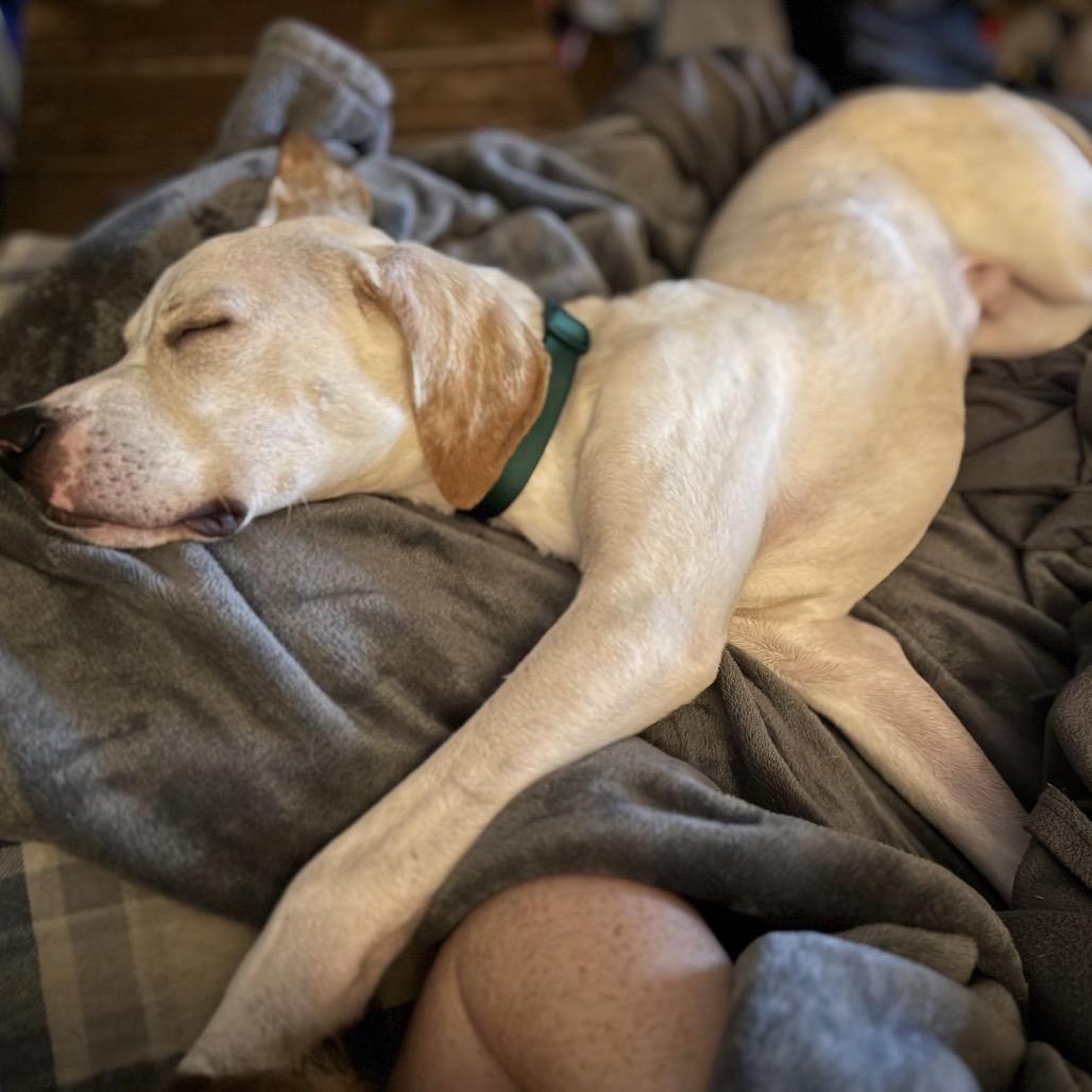 Enlarge Copper, a Adoptable mixed breed in Austell, GA image 4/6