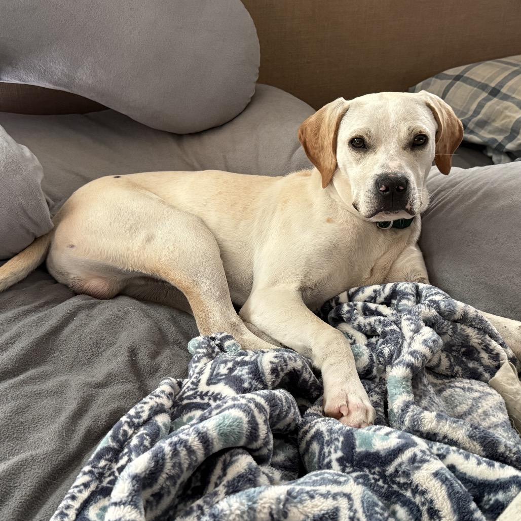 Enlarge Copper, a Adoptable mixed breed in Austell, GA image 6/6