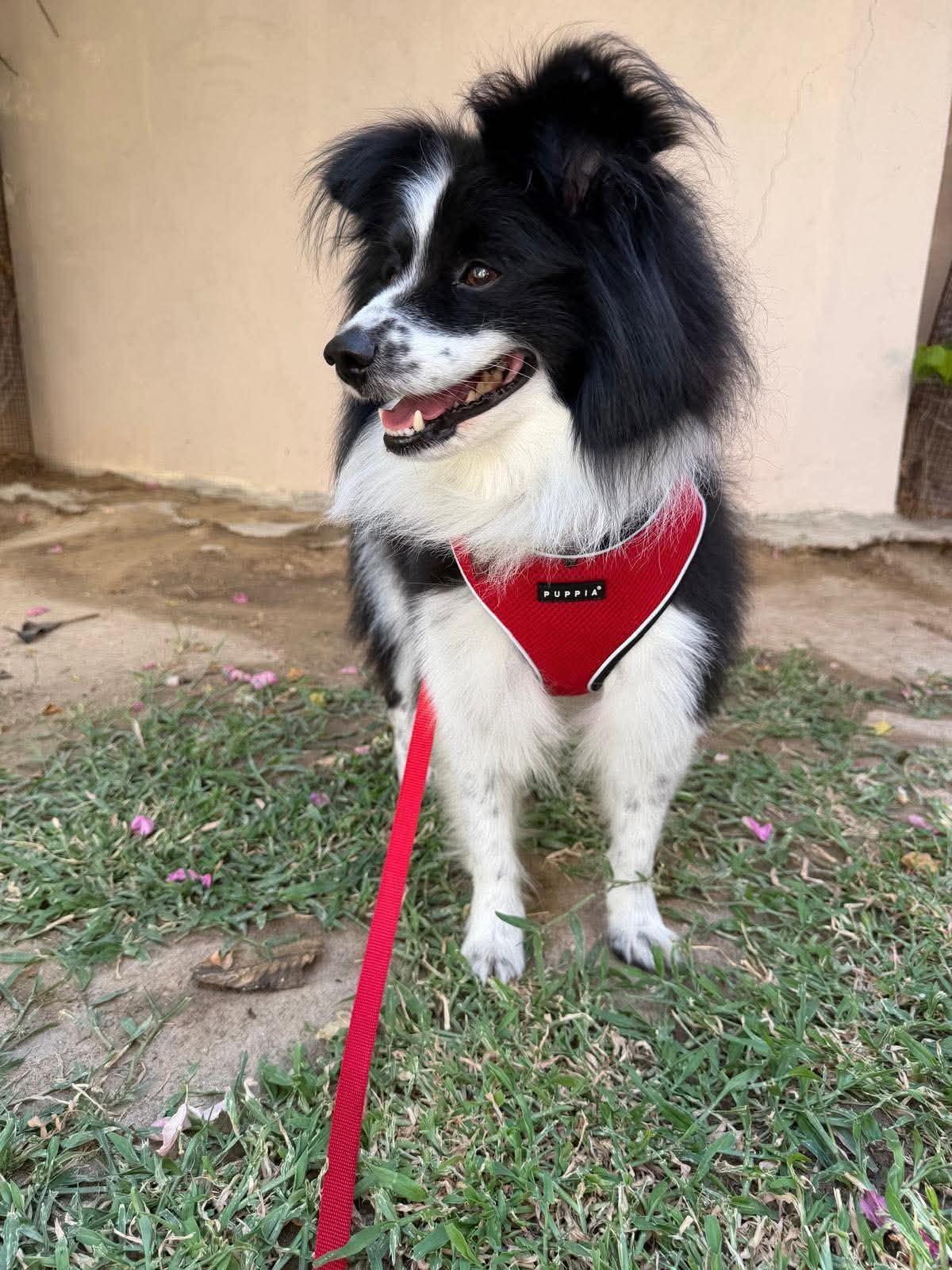 Lassie, Adoptable, Adult Male Collie.